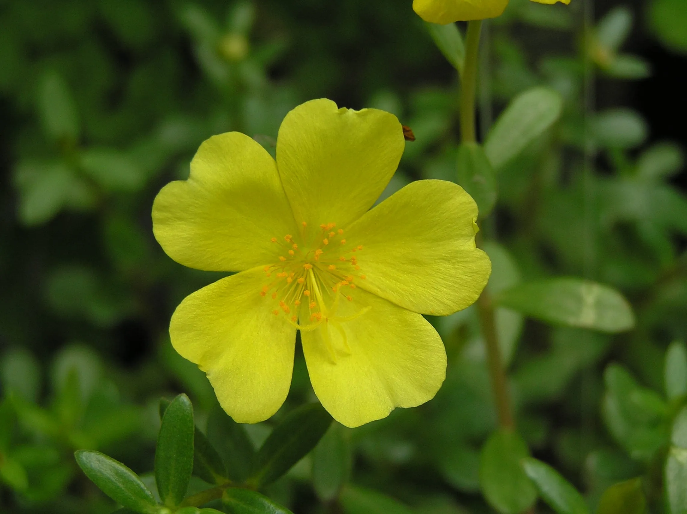 Ornamental purslane with bright flowers spreading over succulent leaves in a park bed