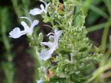 An upright 'Tuscan Blue' rosemary shrub with needle-like gray-green leaves at a botanic garden