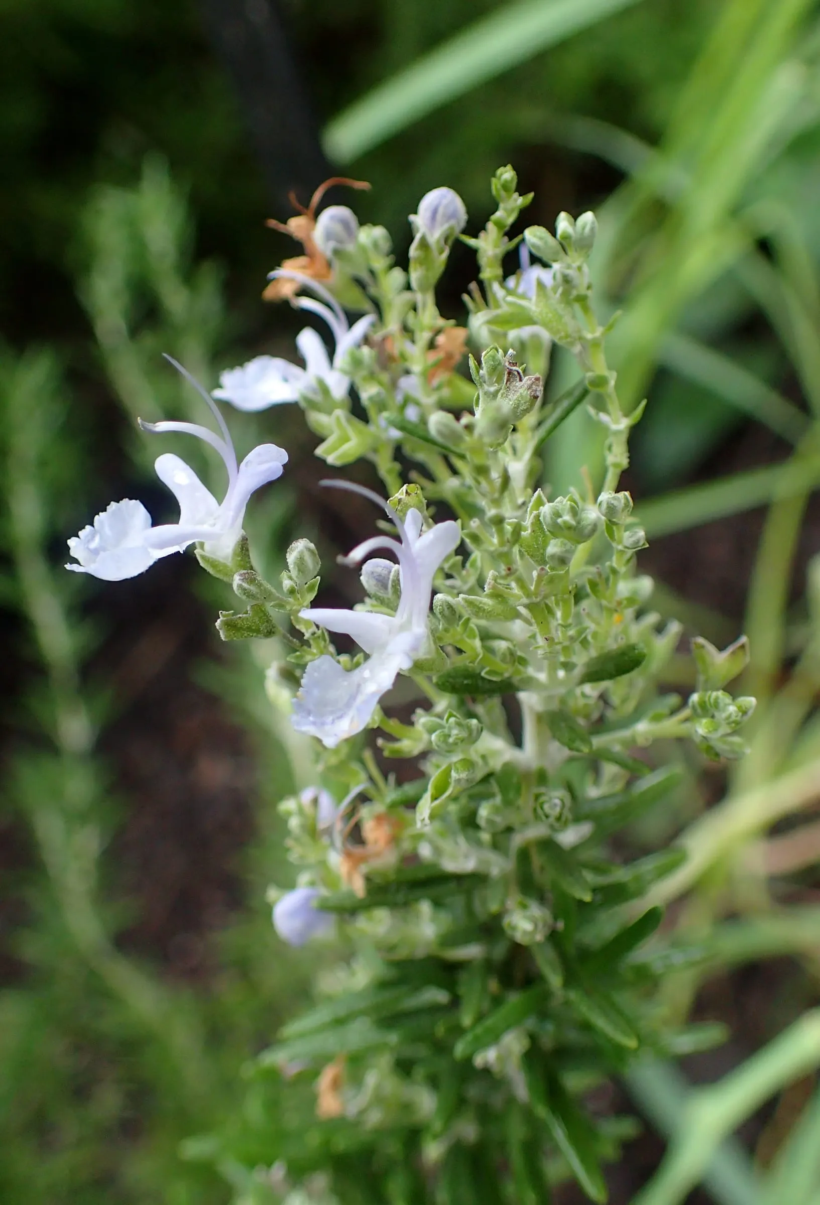 An upright 'Tuscan Blue' rosemary shrub with needle-like gray-green leaves at a botanic garden