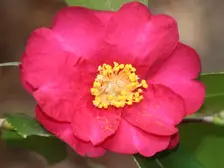 A single pink sasanqua camellia flower with yellow stamens among glossy leaves