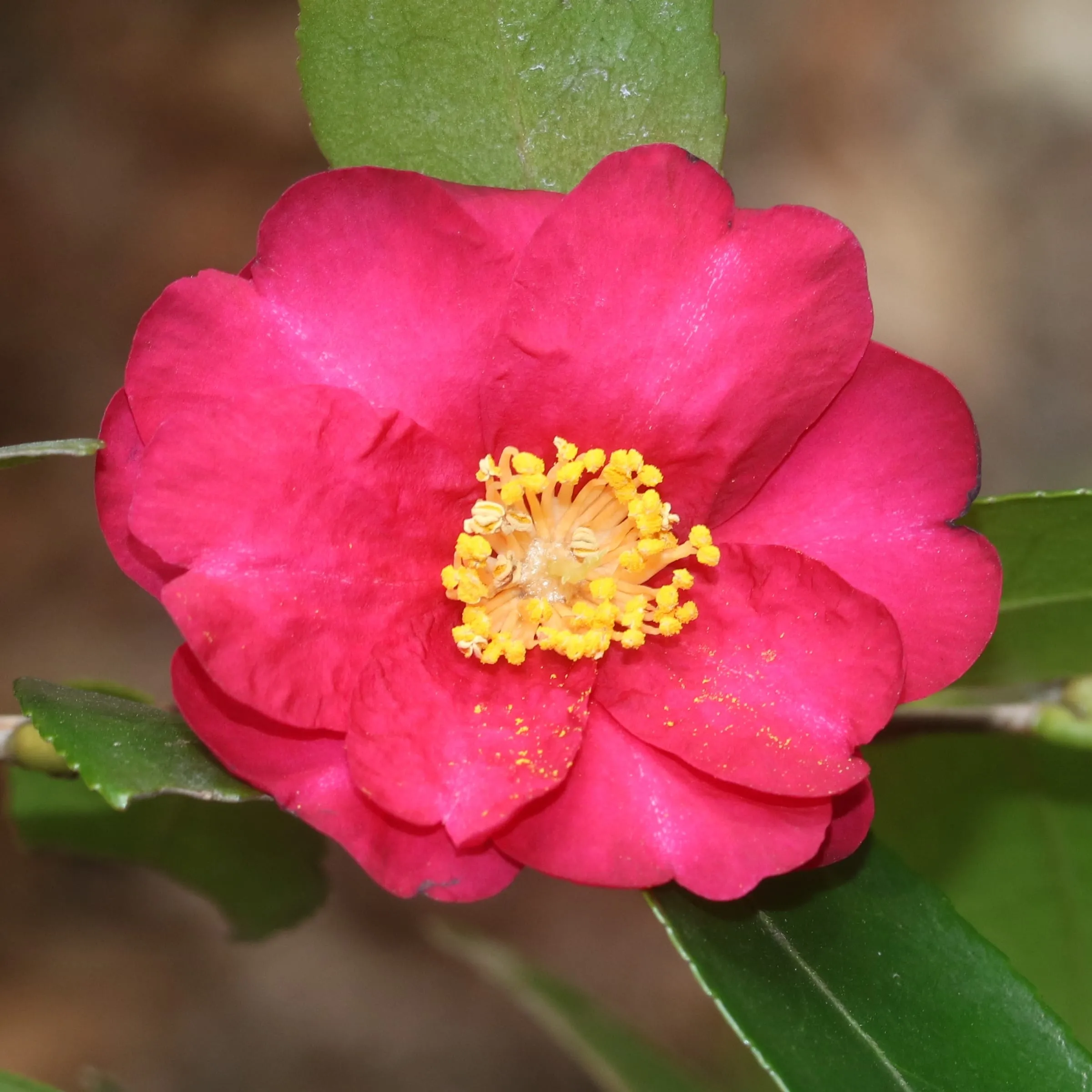 A single pink sasanqua camellia flower with yellow stamens among glossy leaves