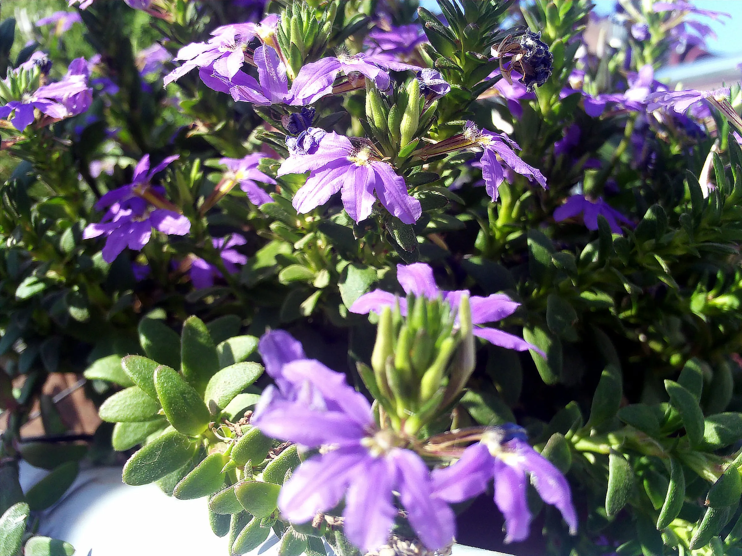 Blue-violet fan-shaped scaevola flowers, five petals to one side, on a low spreading plant