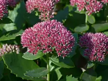 'Autumn Joy' sedum in October, flat rosy red flower heads above fleshy gray-green leaves