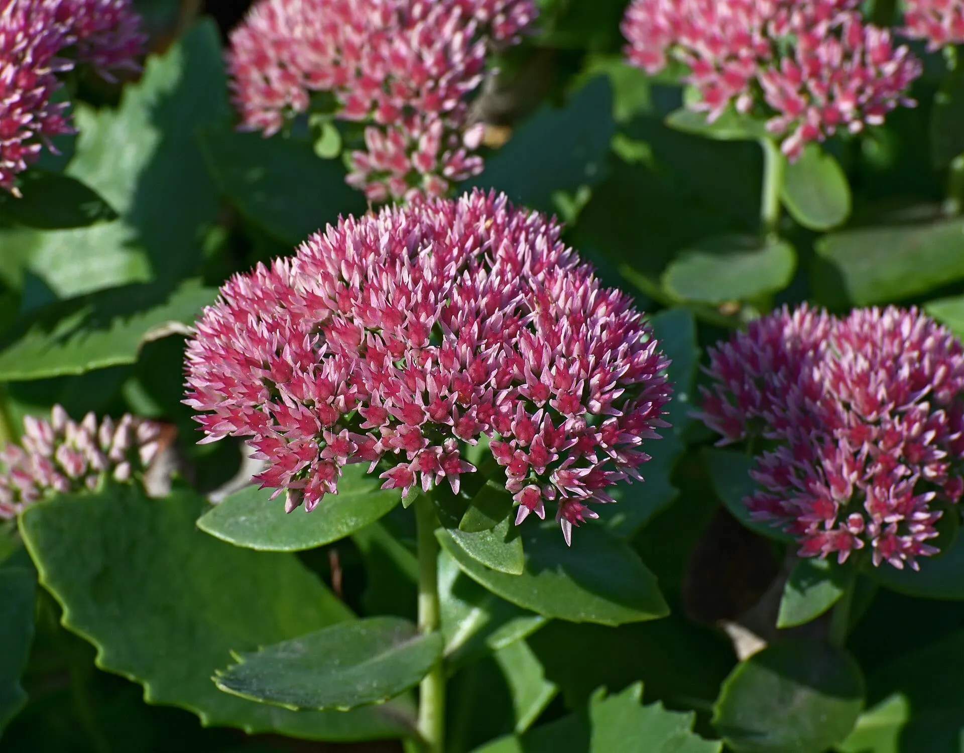 'Autumn Joy' sedum in October, flat rosy red flower heads above fleshy gray-green leaves