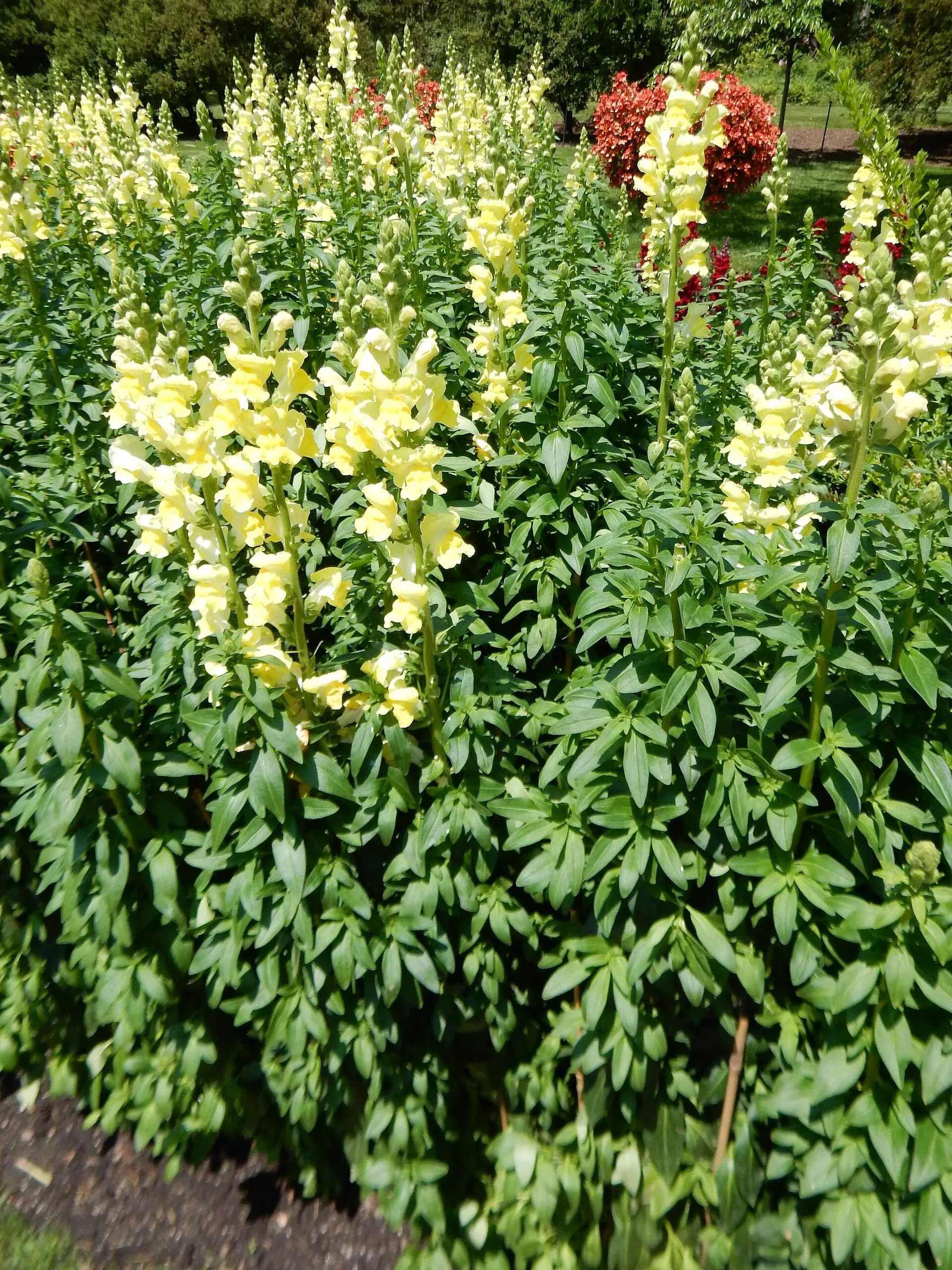 Tall golden yellow snapdragon flower spikes in a garden bed