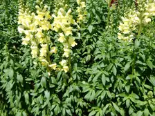 Tall golden yellow snapdragon flower spikes in a garden bed