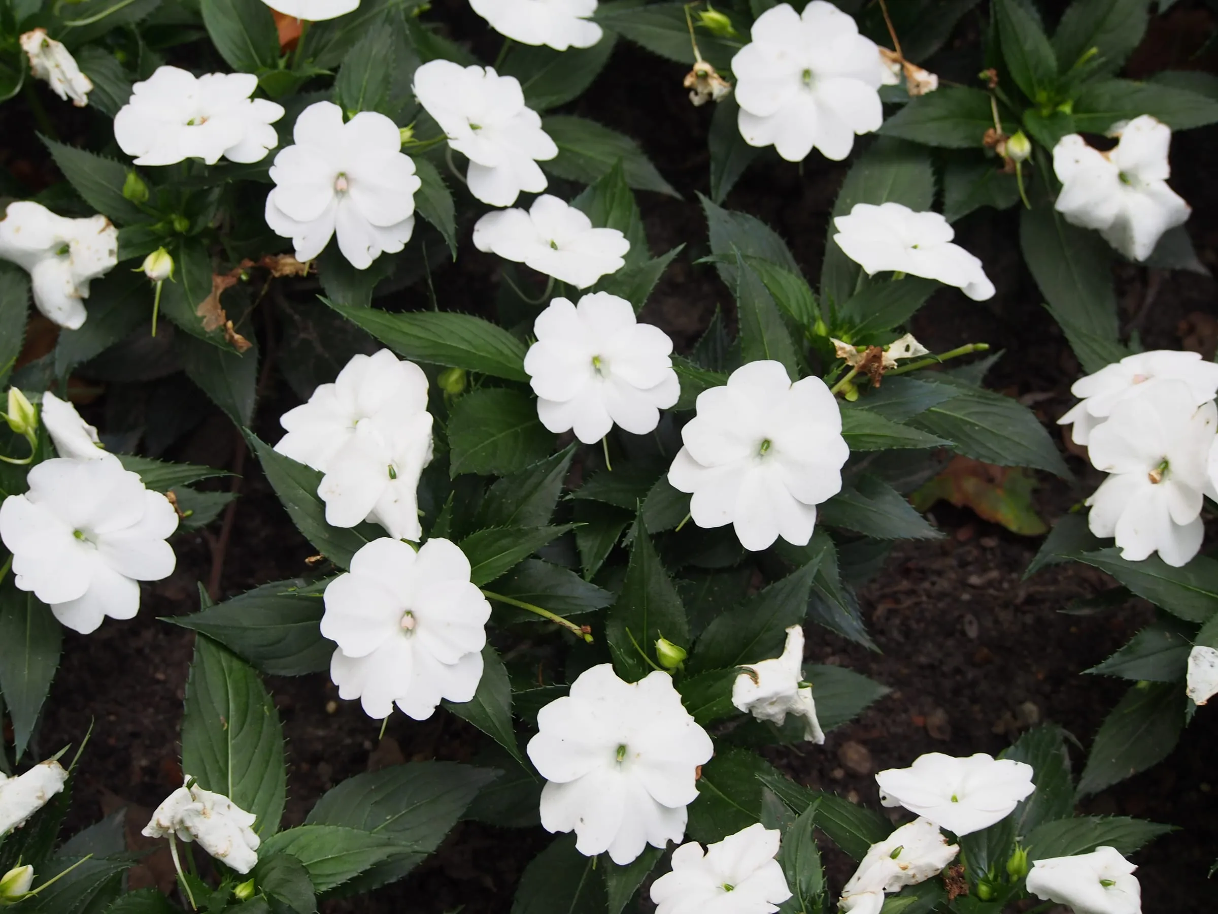 White SunPatiens flowers covering a mound of dark green leaves in a garden bed