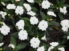White SunPatiens flowers covering a mound of dark green leaves in a garden bed