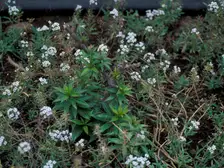 Low mound of sweet alyssum covered in tiny white flowers