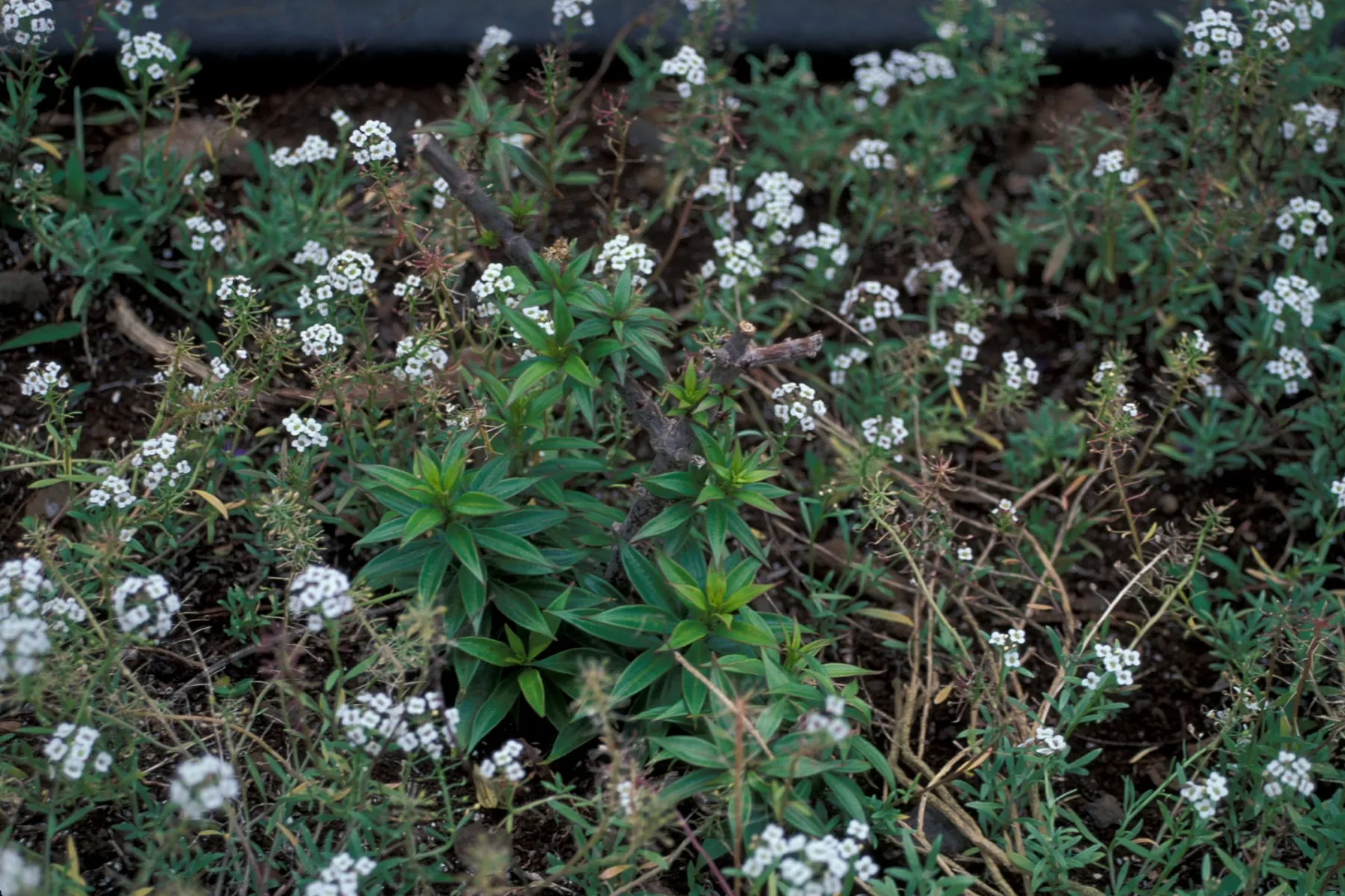 Low mound of sweet alyssum covered in tiny white flowers