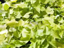 Bright chartreuse heart-shaped leaves of 'Margarita' sweet potato vine at a nursery