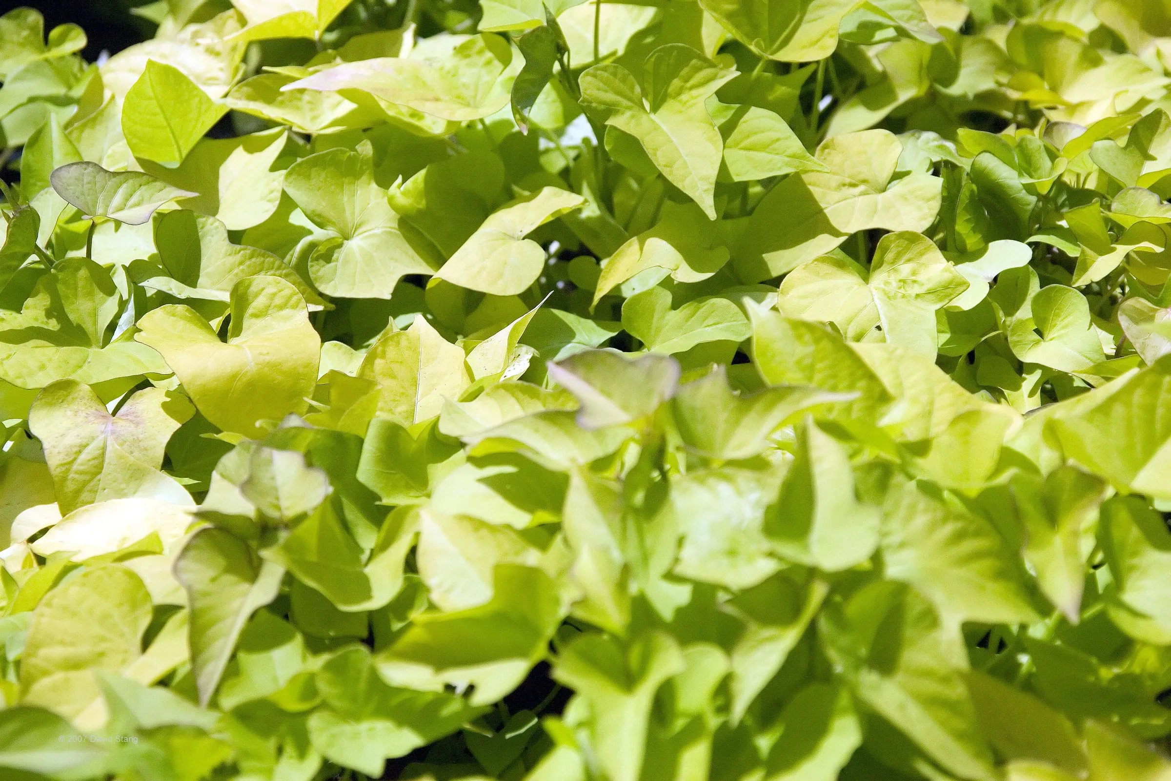 Bright chartreuse heart-shaped leaves of 'Margarita' sweet potato vine at a nursery