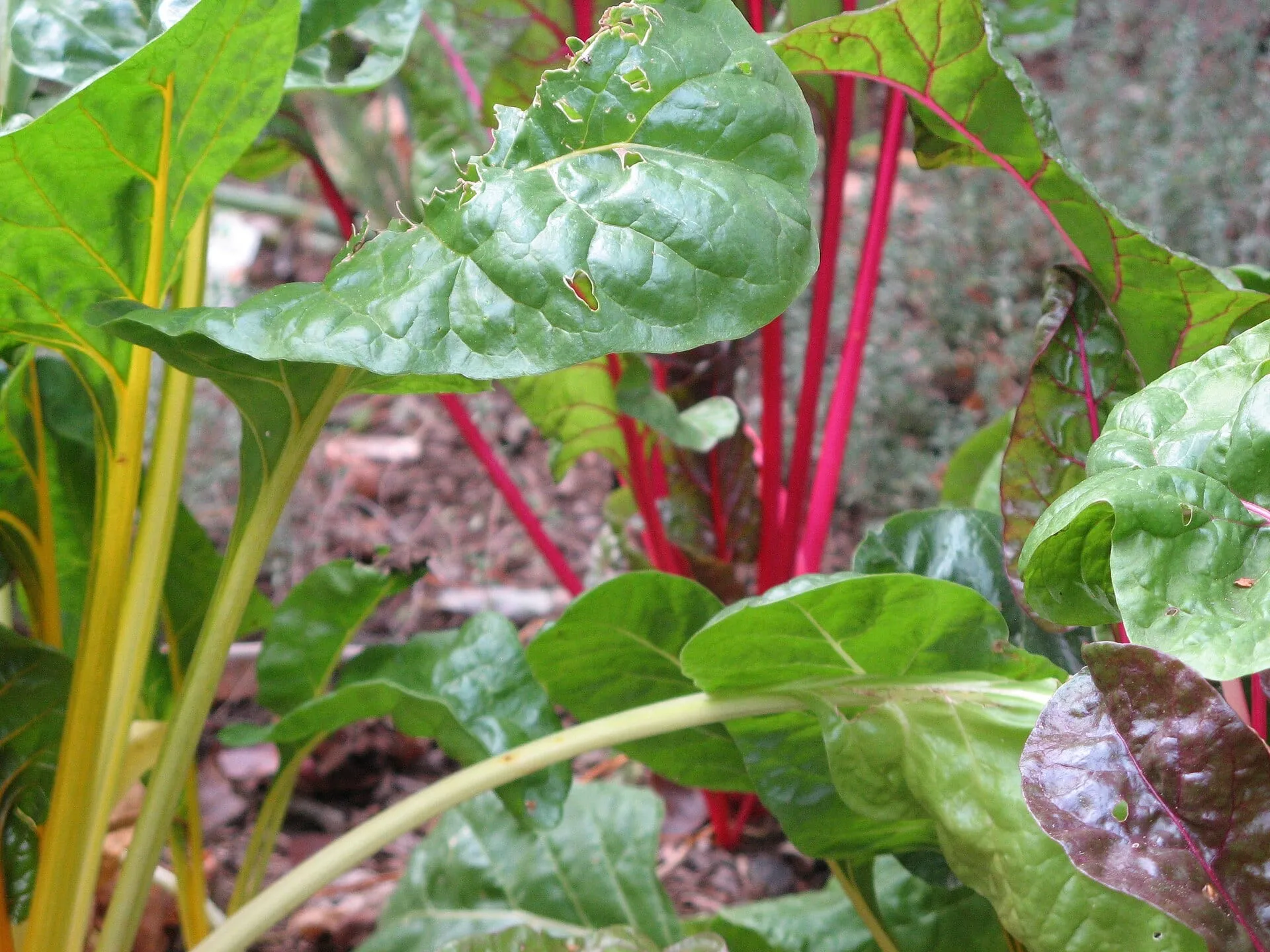 Bright Lights Swiss chard with red and yellow stems under glossy green leaves