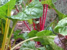 Bright Lights Swiss chard with red and yellow stems under glossy green leaves