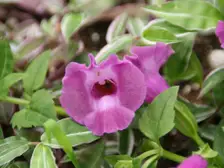 A purple torenia flower with a darker throat, close up, over small green leaves