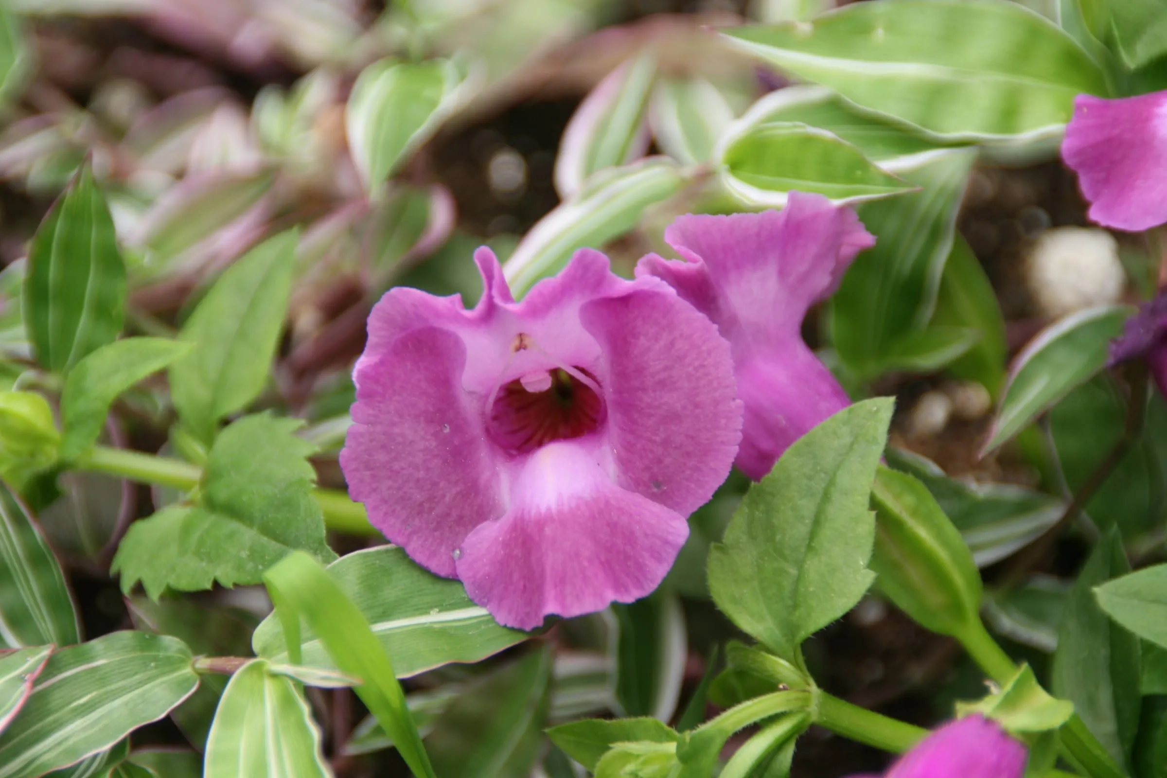 A purple torenia flower with a darker throat, close up, over small green leaves