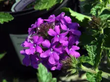 Deep purple verbena flower clusters spilling over dark green leaves at a nursery