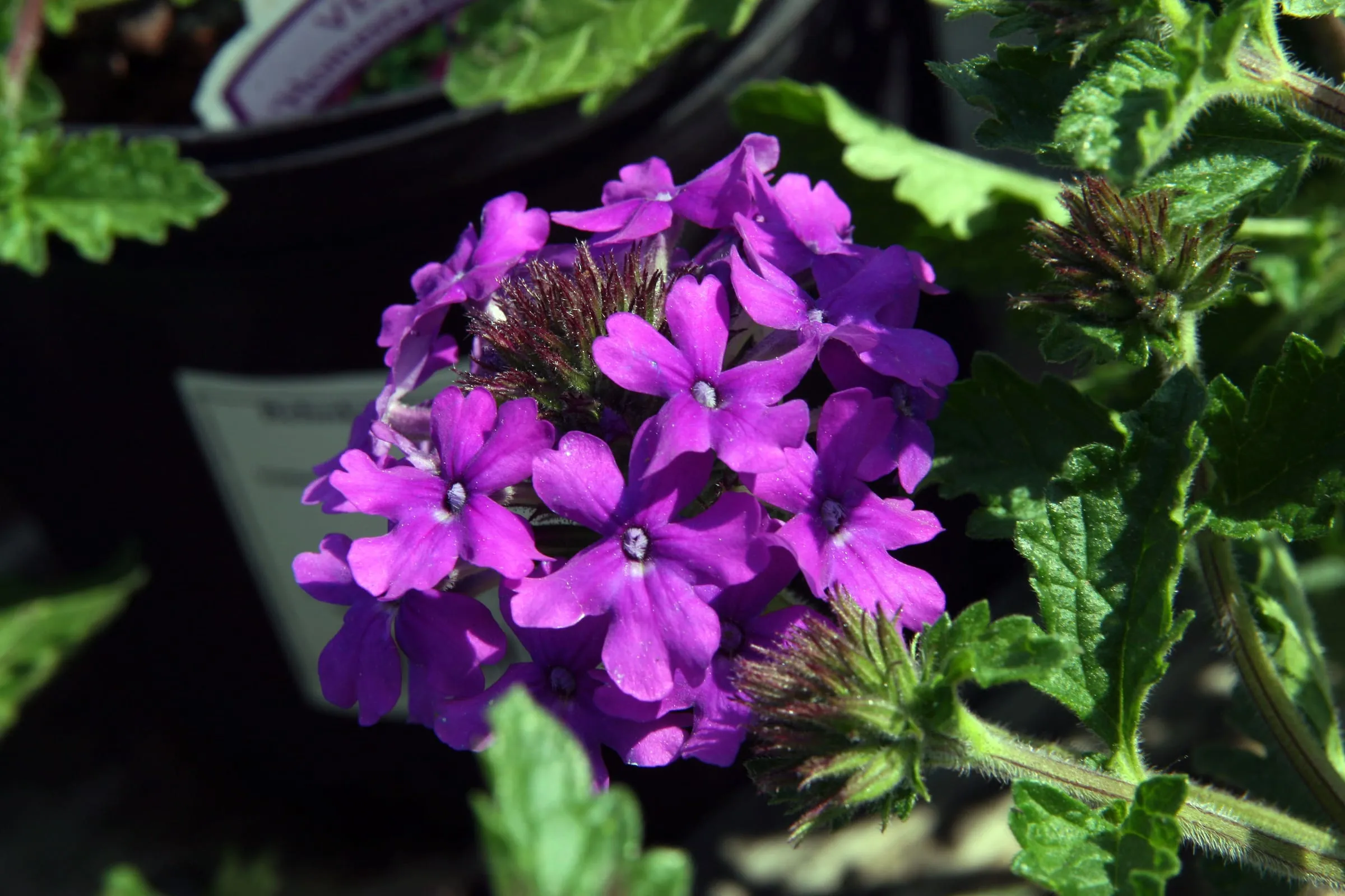Deep purple verbena flower clusters spilling over dark green leaves at a nursery