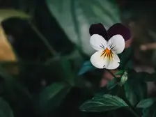 Small white and purple Sorbet viola flowers with yellow centers