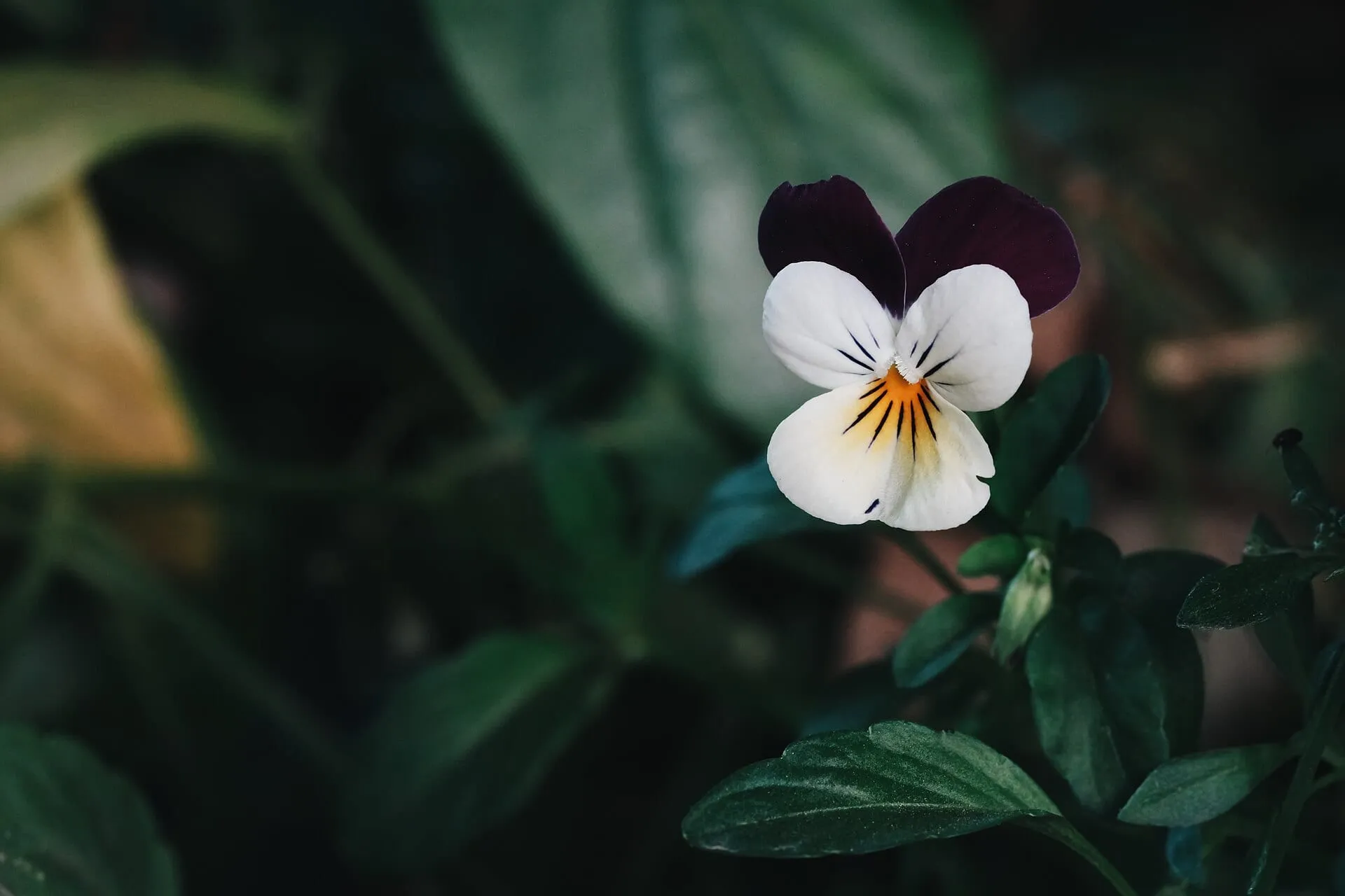 Small white and purple Sorbet viola flowers with yellow centers