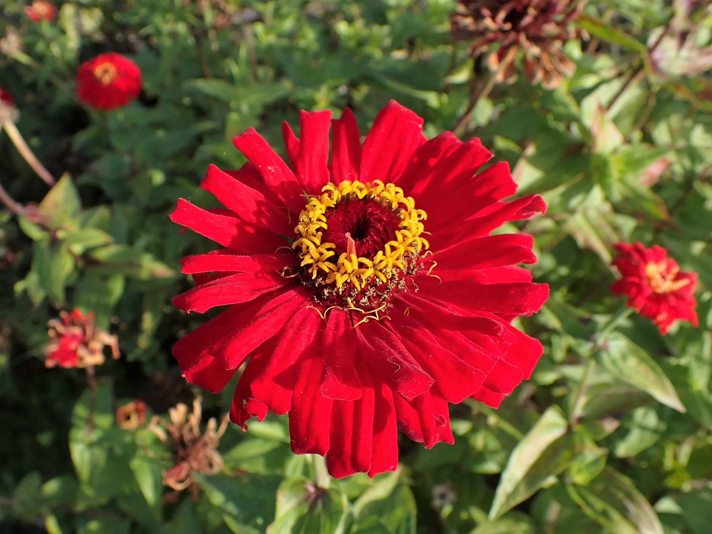 Bright scarlet zinnia flowers with yellow centers in a botanical garden bed