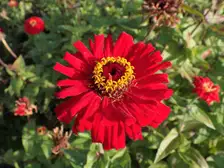 Bright scarlet zinnia flowers with yellow centers in a botanical garden bed